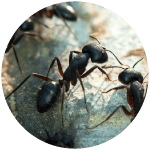 Ant Control 