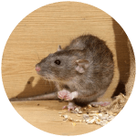 Rodent & Mice Control 