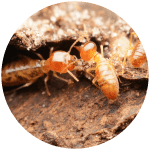 Termite Control 